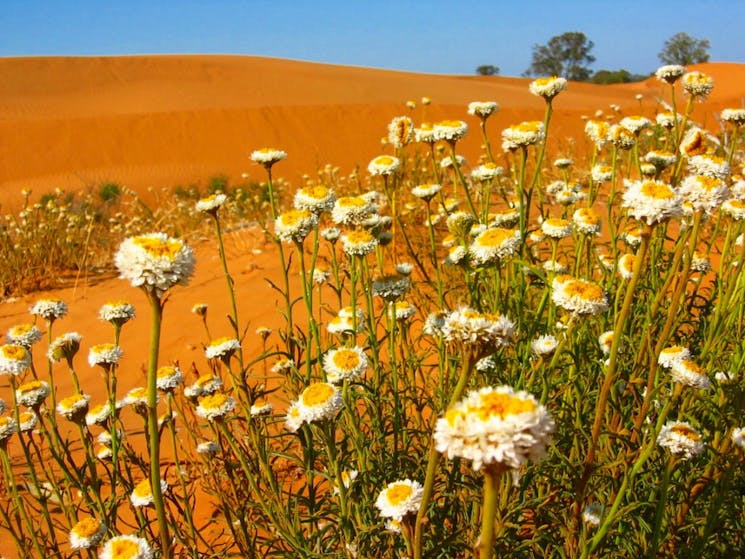 Perry Sandhills, NSW