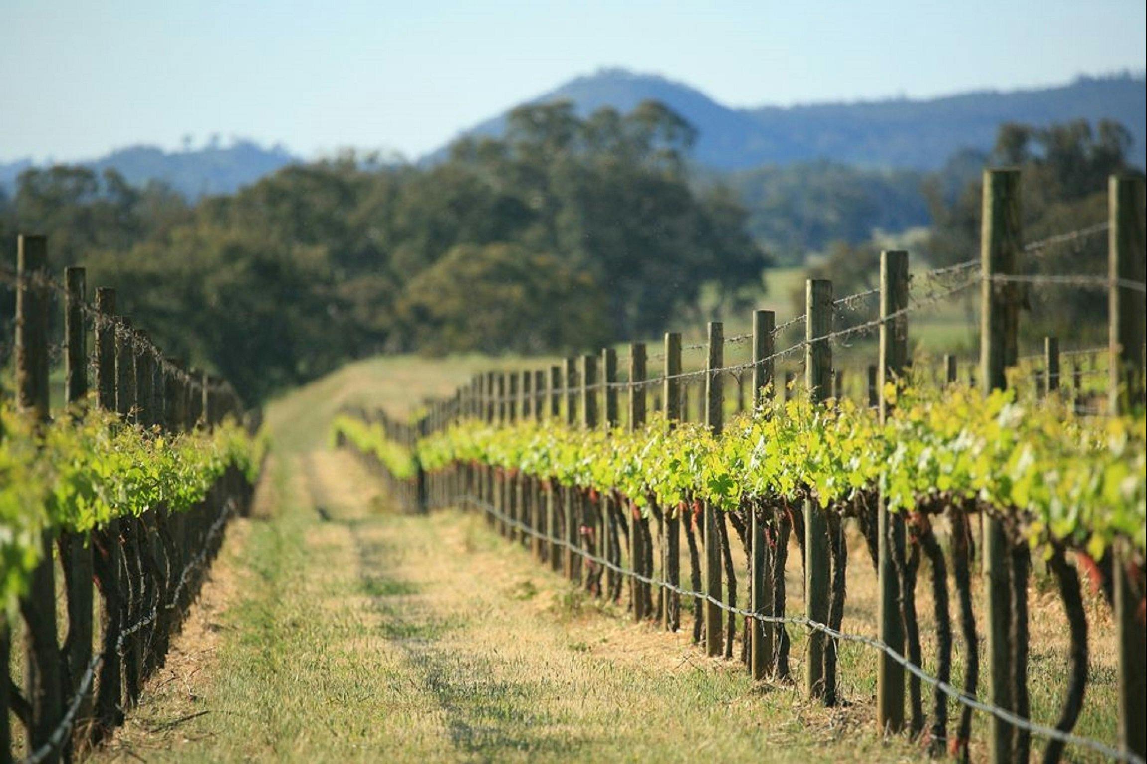 vineyard