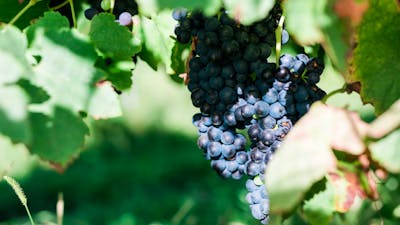 Joshua's Fault Wine