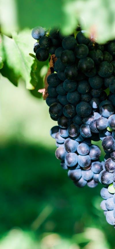 Joshua's Fault Wine