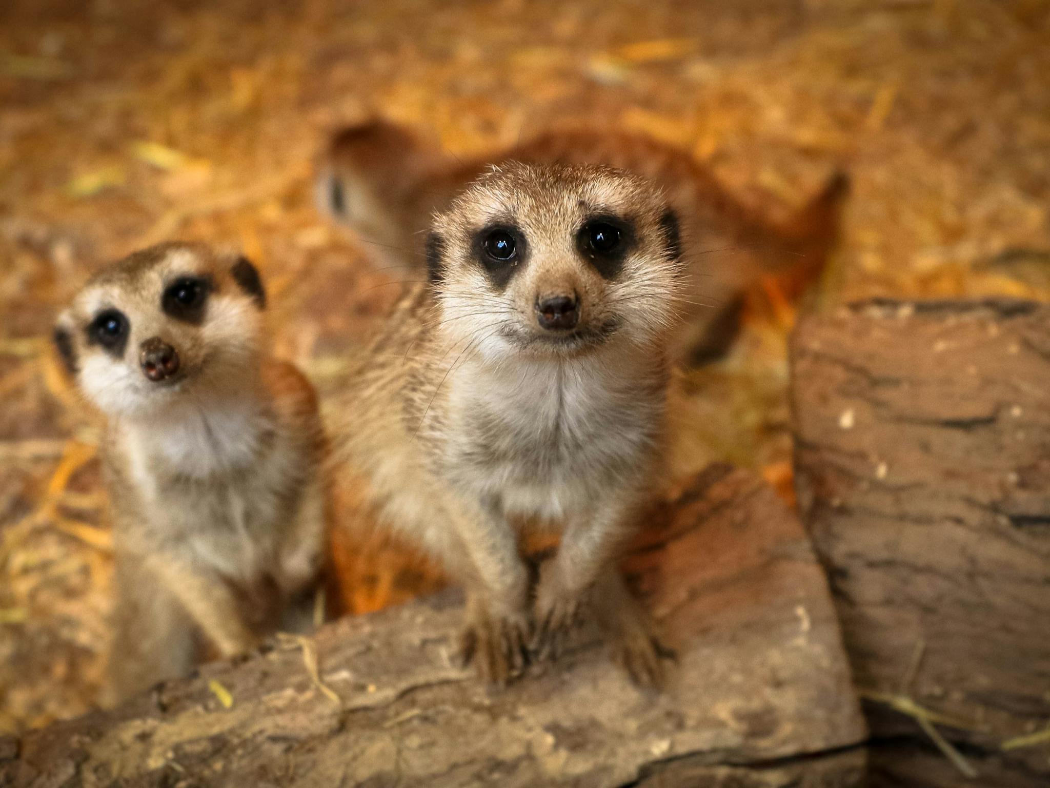 Two meerkats looking up at the camera