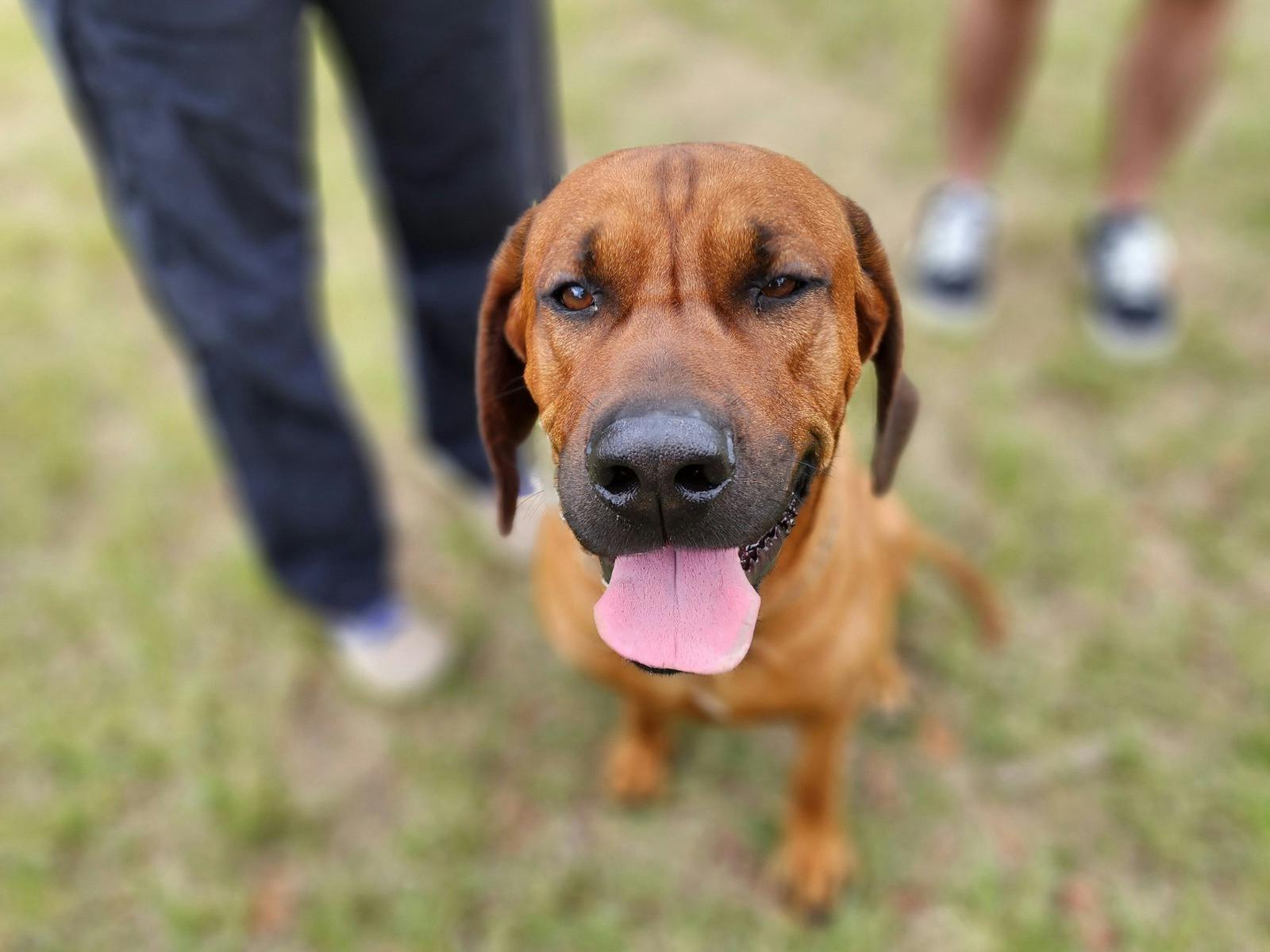 Dog with tongue hanging out