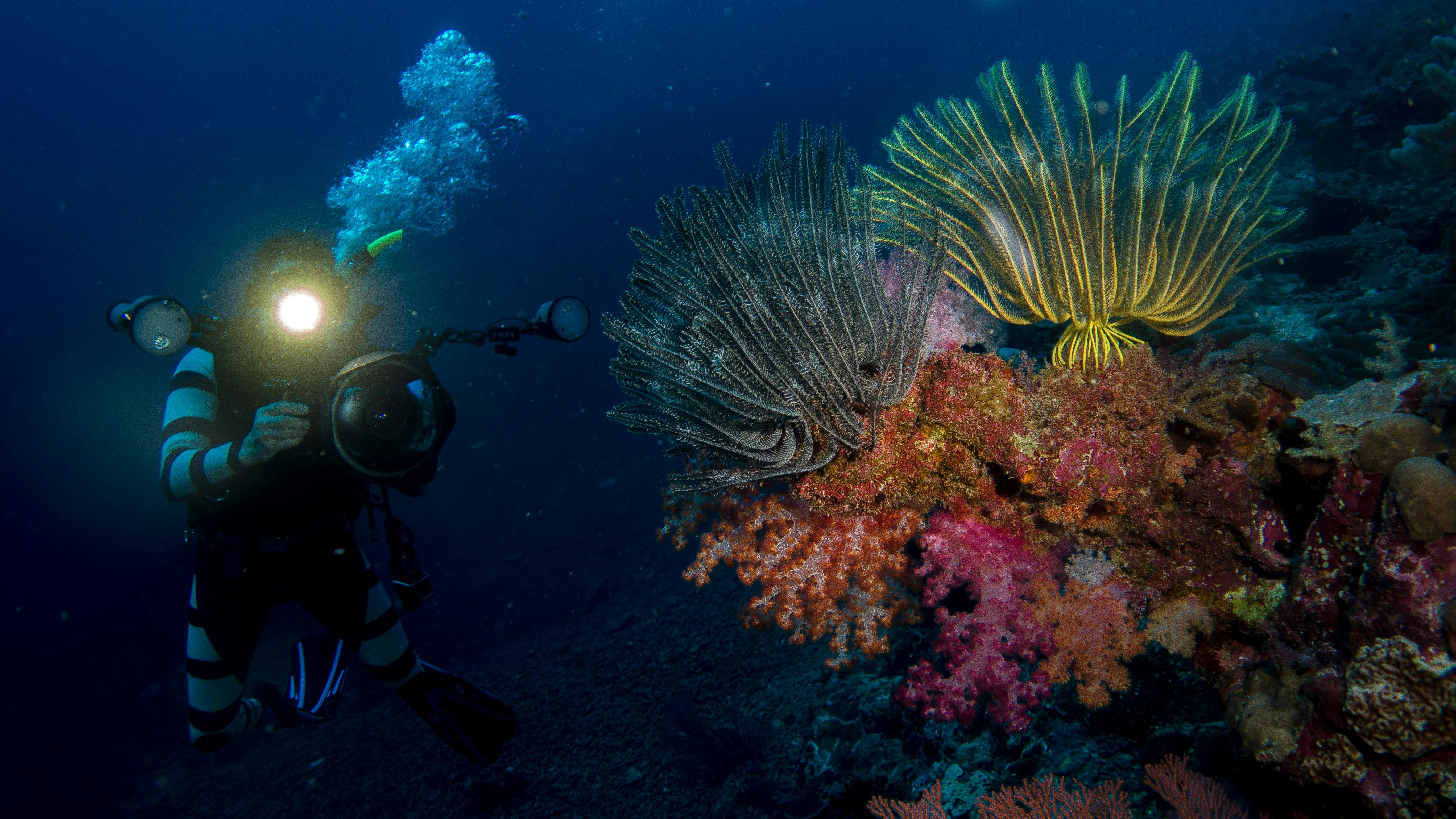Dive the Rowley Shoals