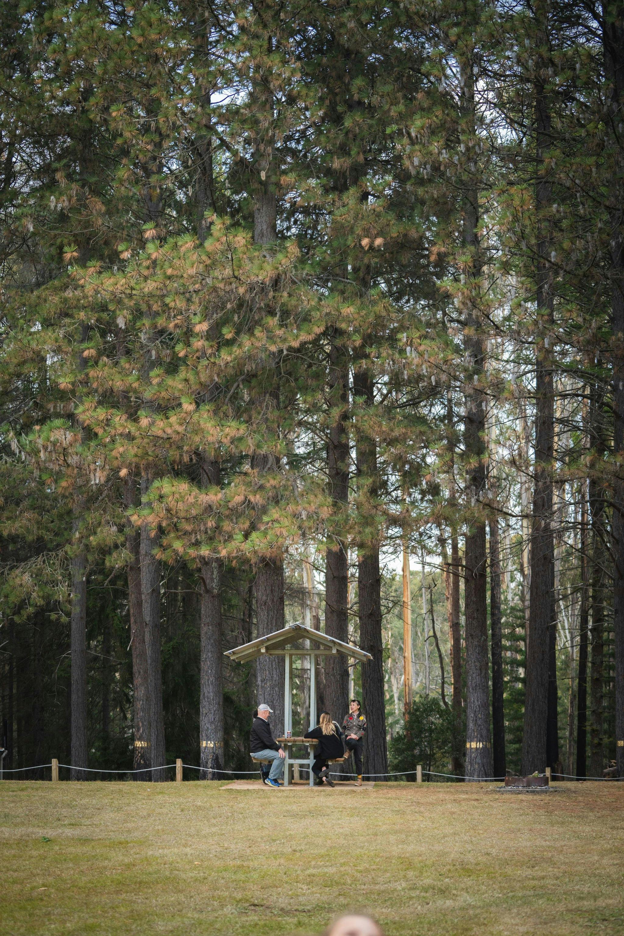 Pilot Hill Arboretum, Bago State Forest