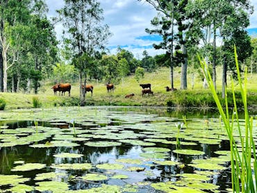 Cattle beside a billagong here at Whispers Luxury Farmstay in Glastonbury via Gympie Cattle beside a billagong here at Whispers Luxury Farmstay in Glastonbury via Gympie