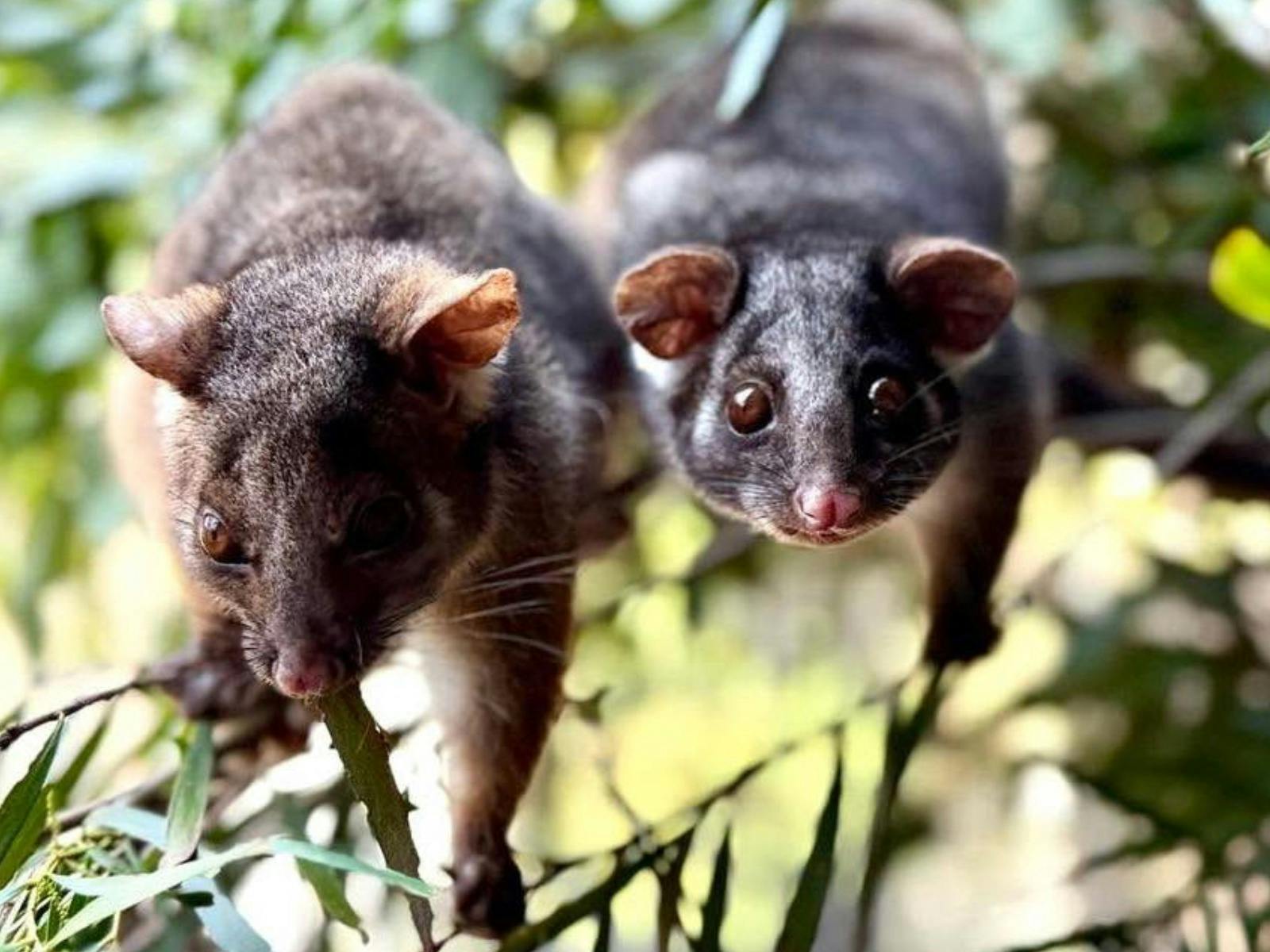 Ringtail possums