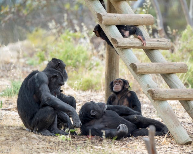 Meet the Chimps