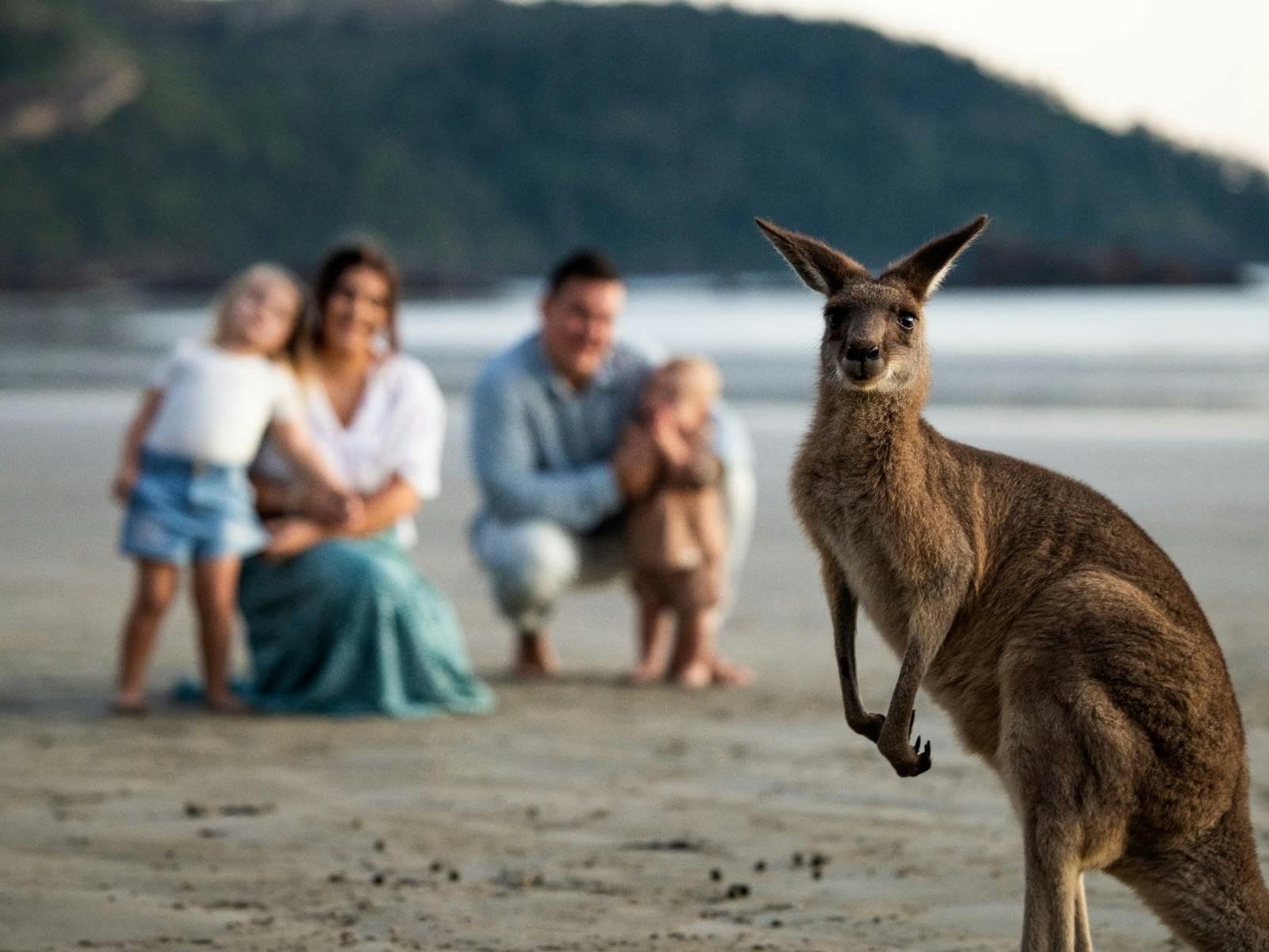 Sunrise at Cape Hillsborough, with a wallaby and a family with young children on the beach