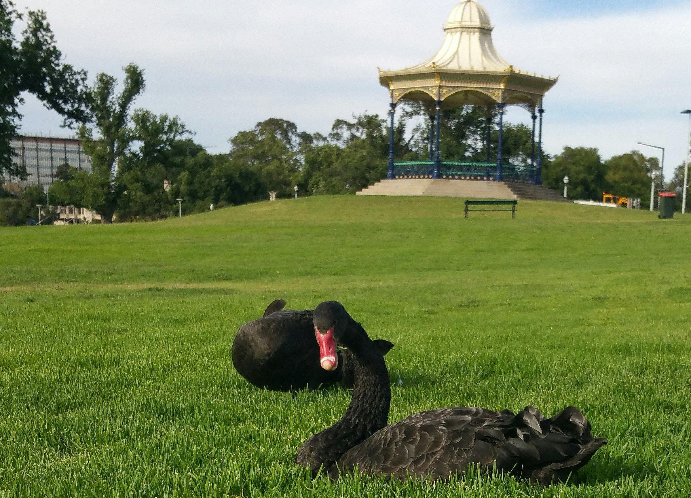 Swans & Rotunda