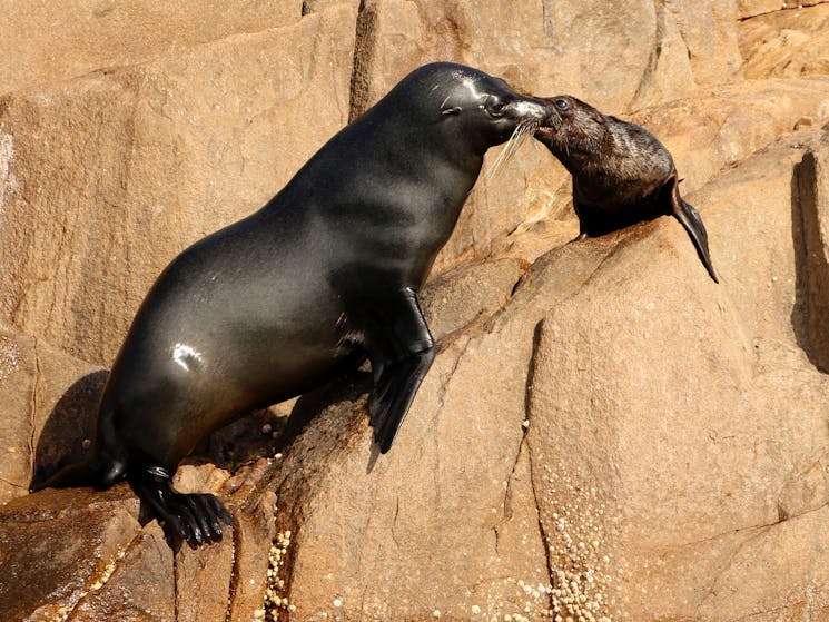 A pair of long-nosed fur seals on Cabbage Tree Island