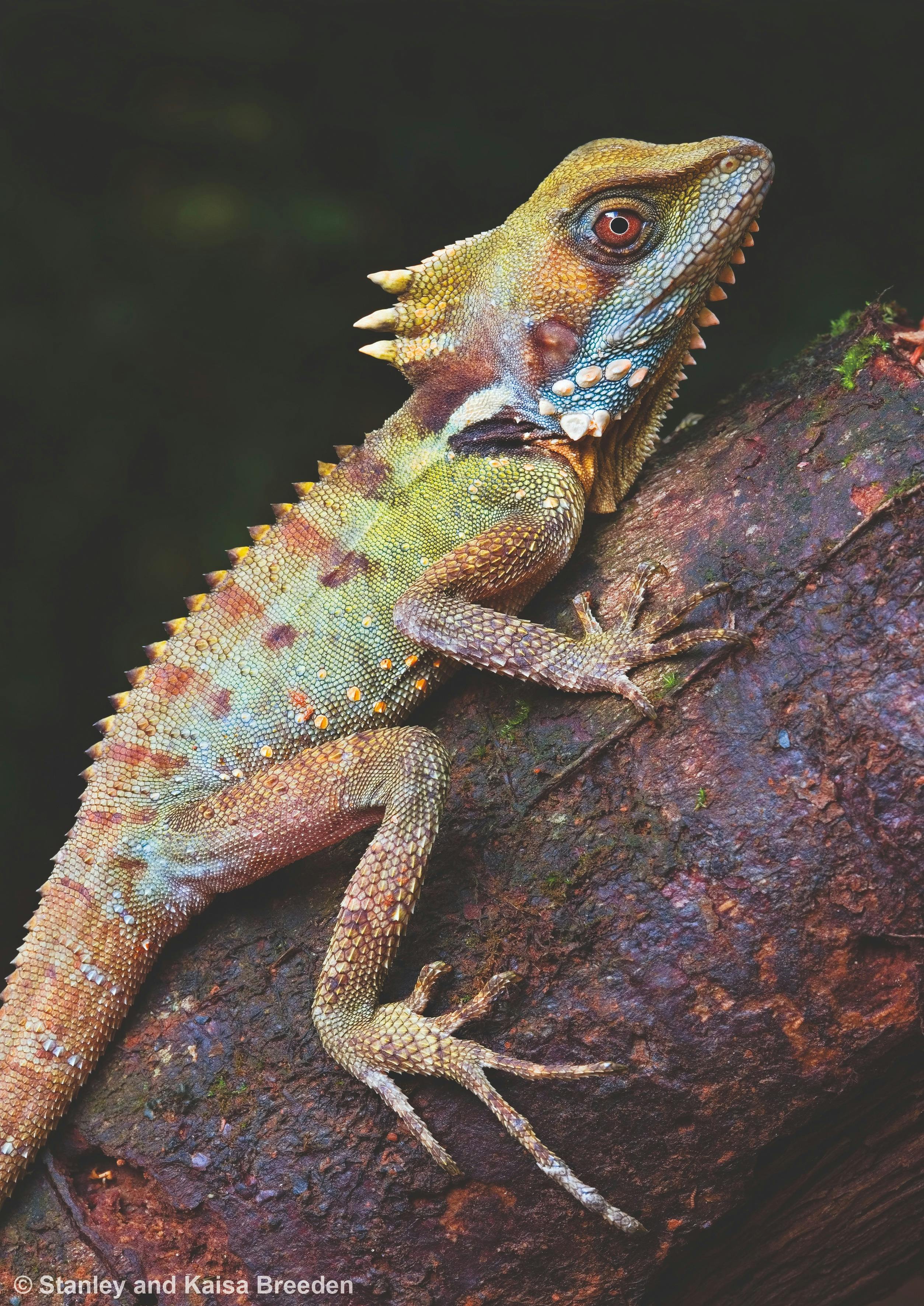 20 Years of Australian Geographic Nature Photographer of the Year