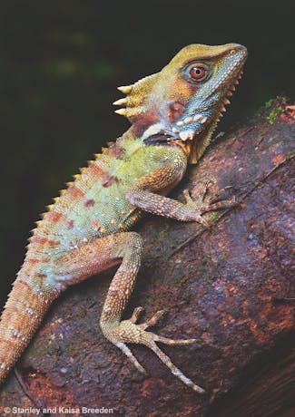 Banner image: Rainforest dragon (2006 – Overall Winner). Photographer: Stanley and Kaisa Breeden.