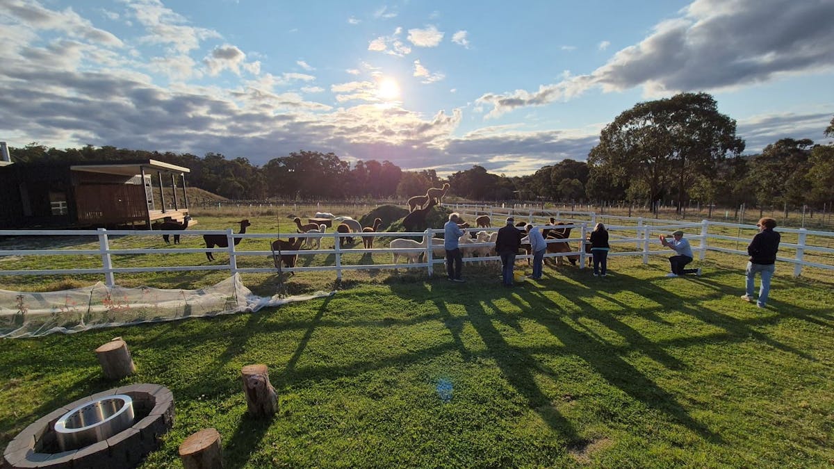 Alpacas being fed with sun setting in the background