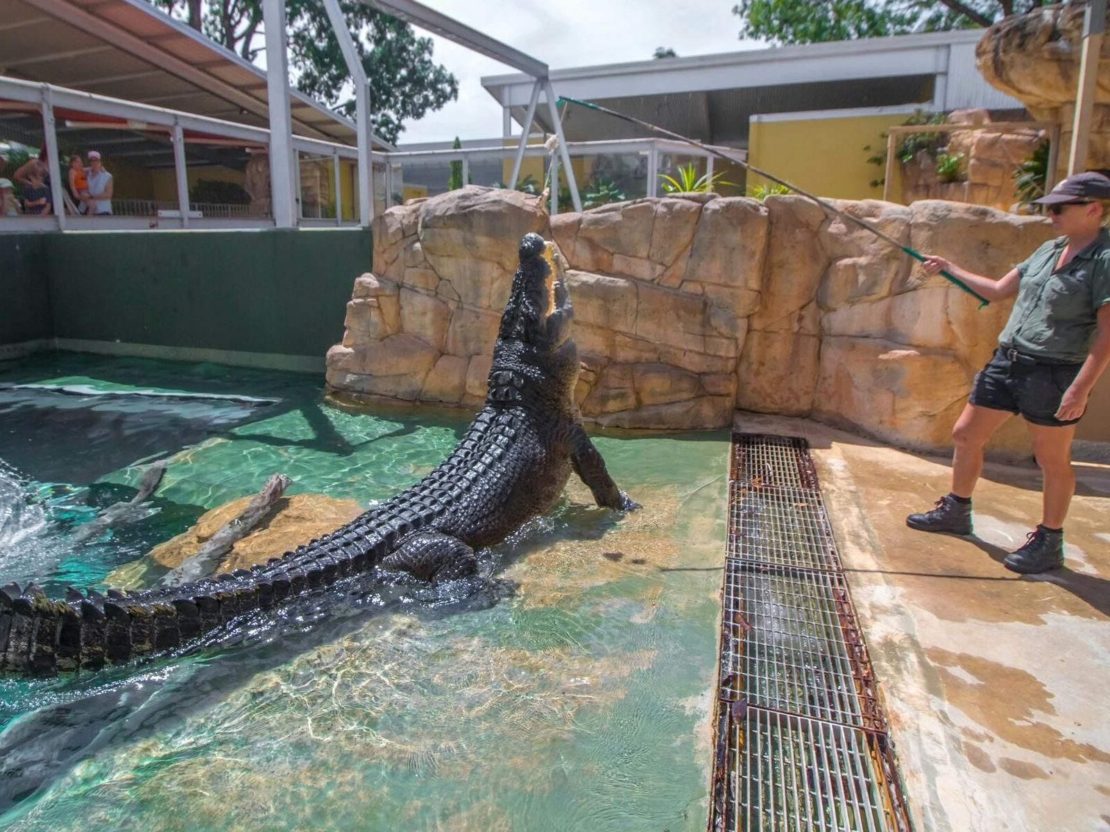 big-croc-feed-show-feature big-croc-feed-show-feature