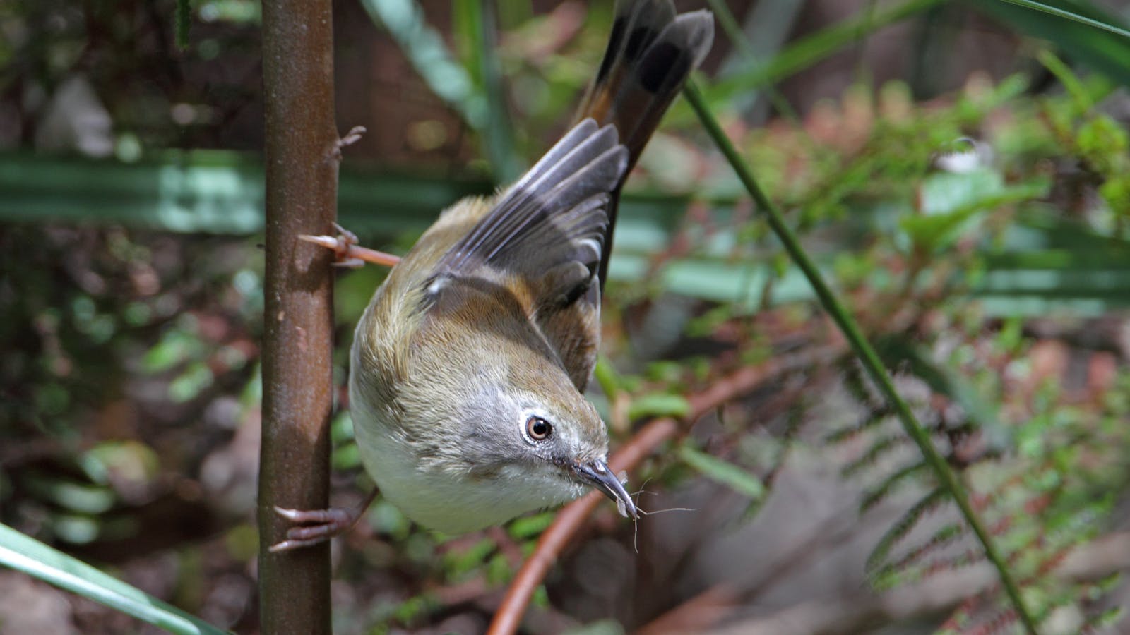 Tasmanian Scrubtit - Inala Nature Tours