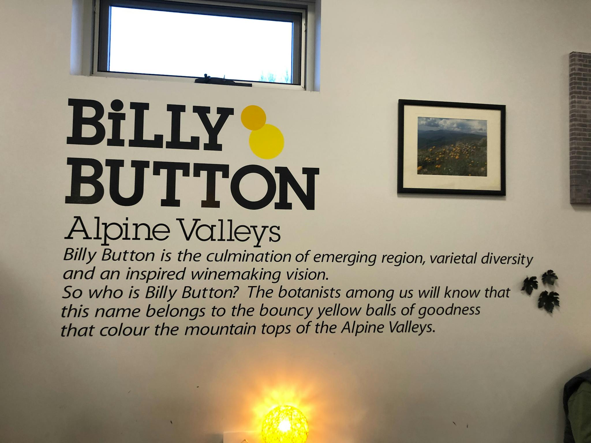 Billy Button wall in Bright cellar door