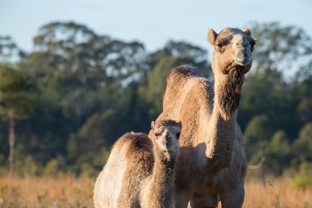 Camel Cuddles Farm Tour