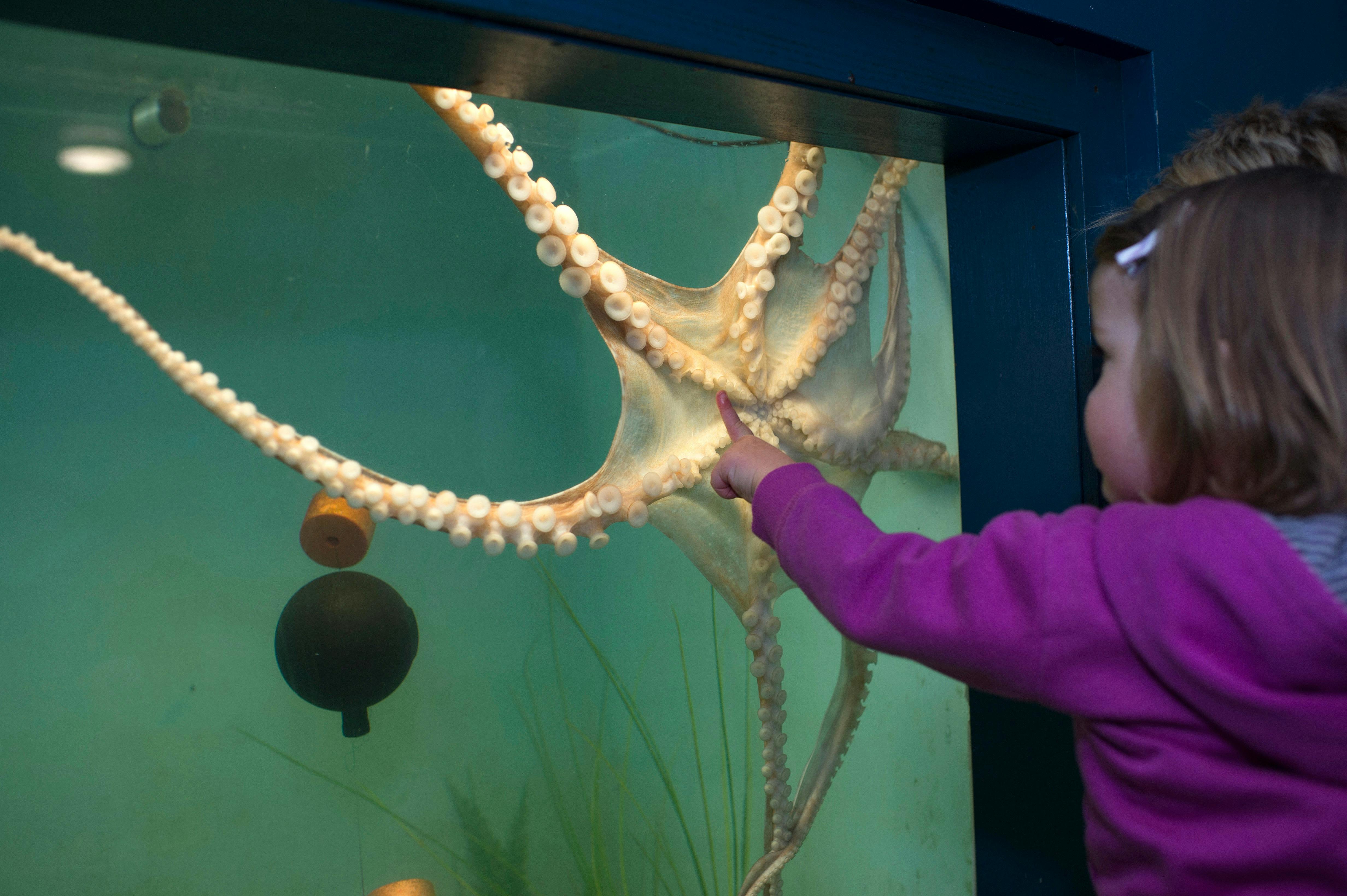 Child looking at a starfish in an aquarium