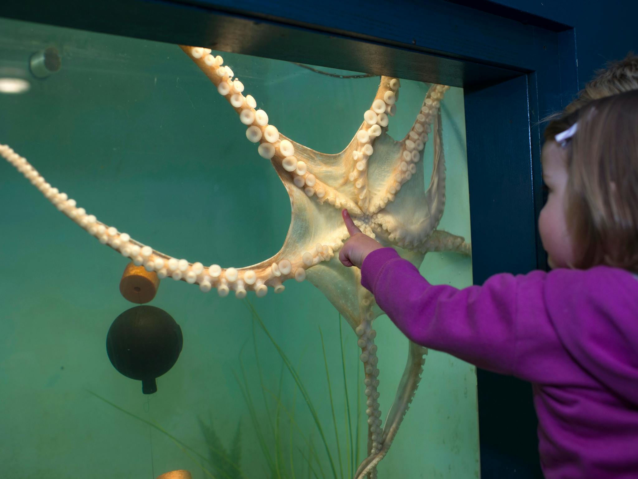 Child looking at a starfish in an aquarium