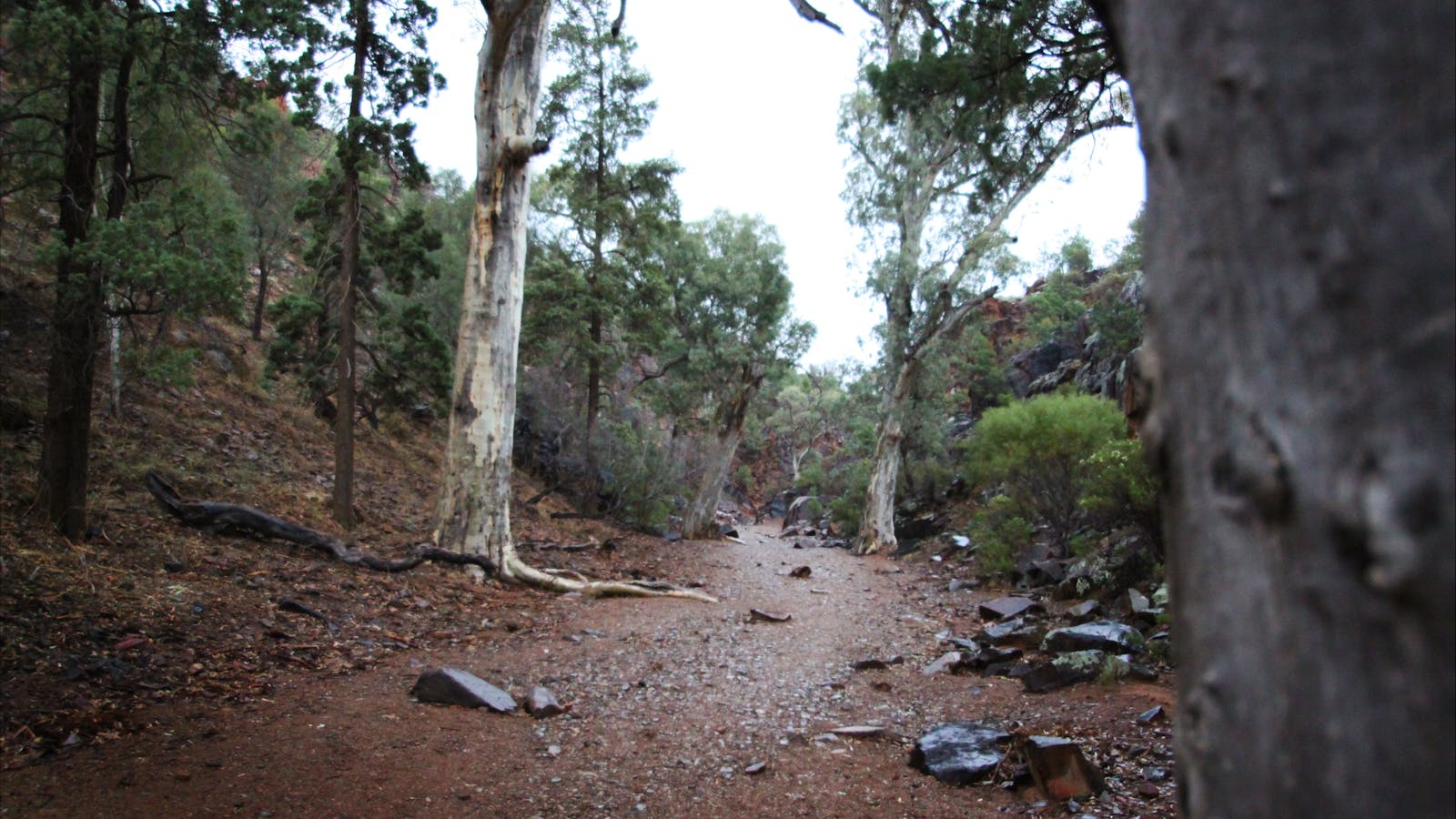 Ikara-Flinders Ranges National Park