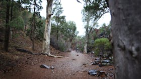 Ikara-Flinders Ranges National Park