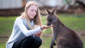 Woman hand feeding a kangaroo at Bonorong Wildlife Sanctuary