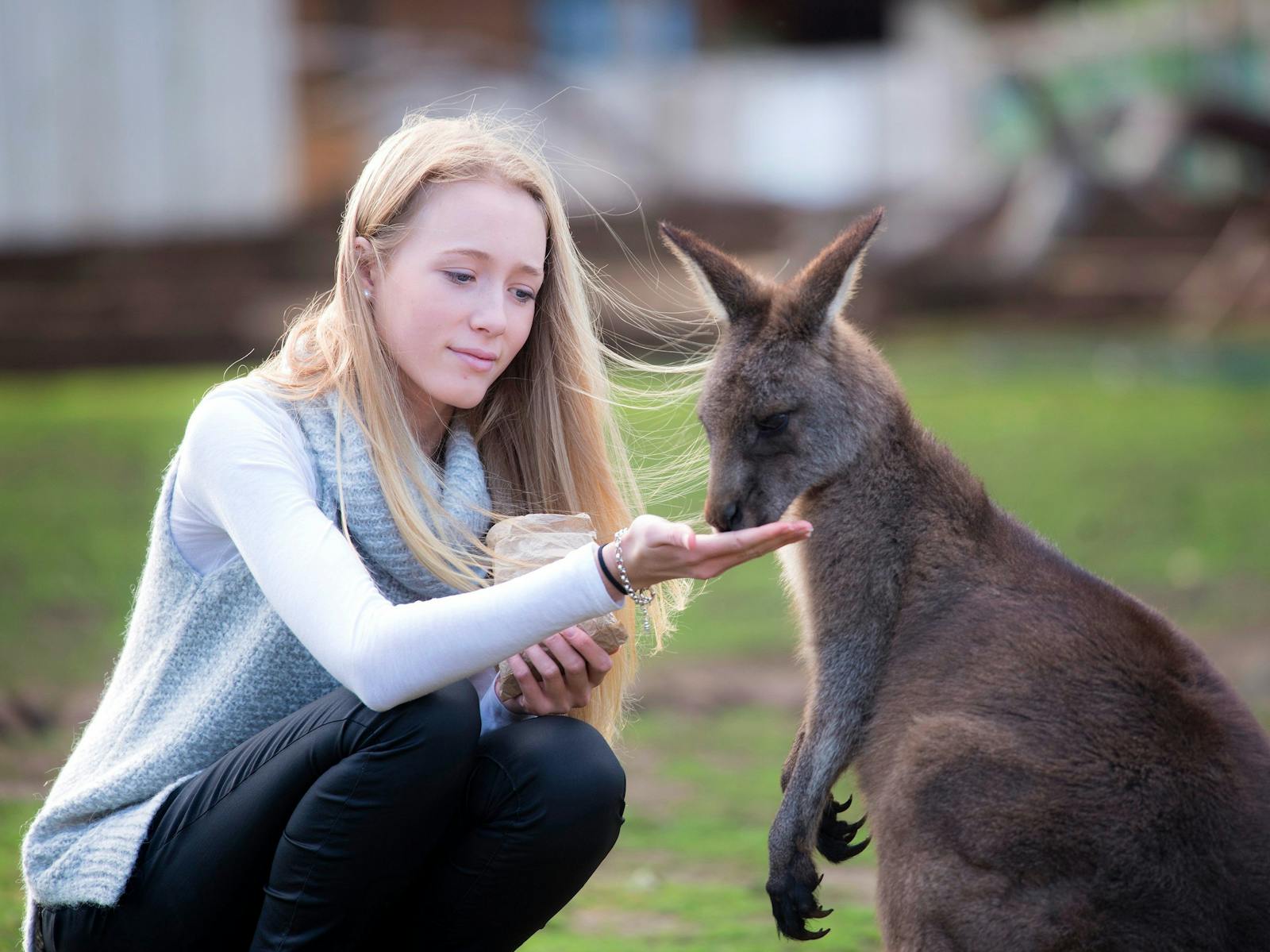 Woman hand feeding a kangaroo at Bonorong Wildlife Sanctuary