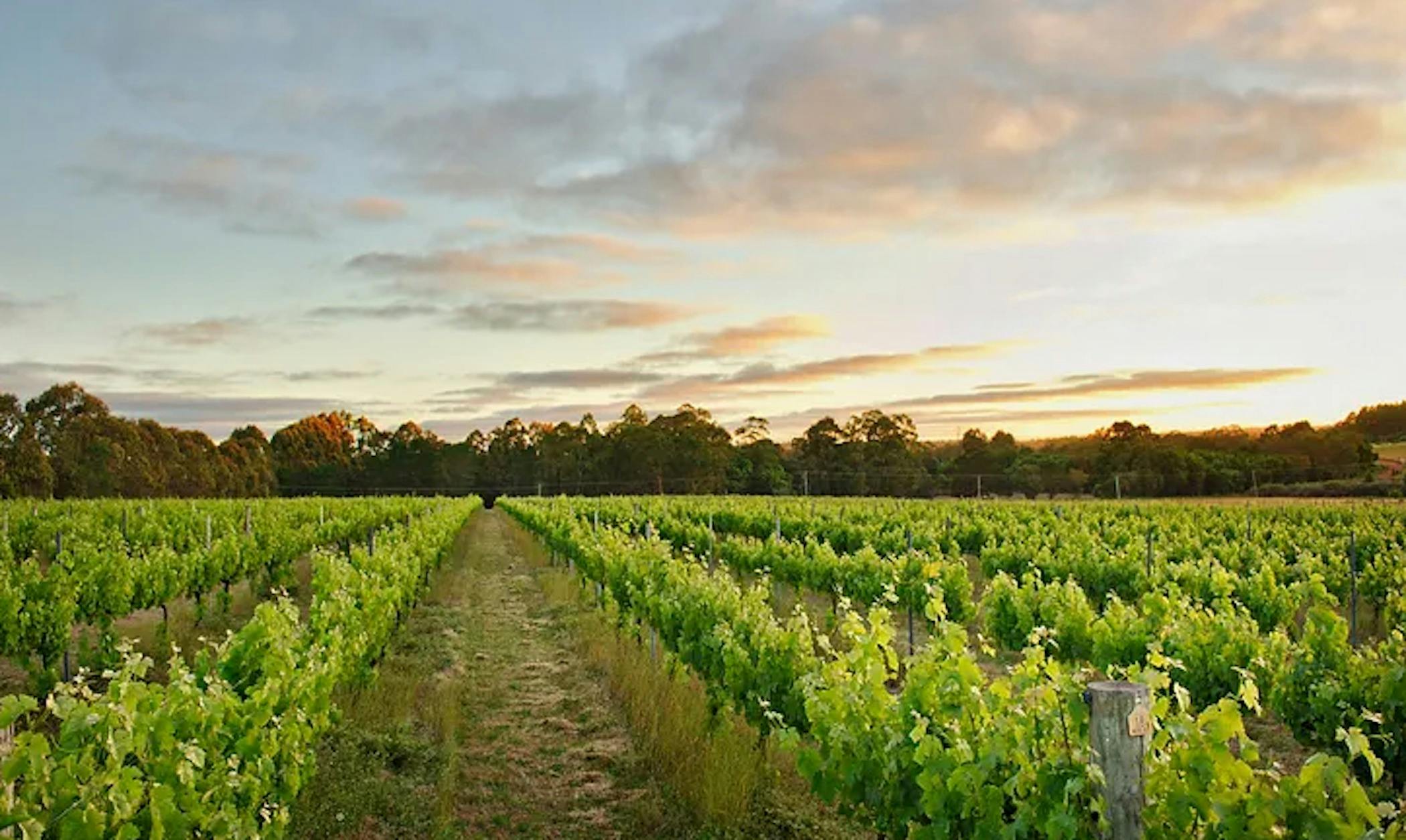 Blue Poles Vineyard