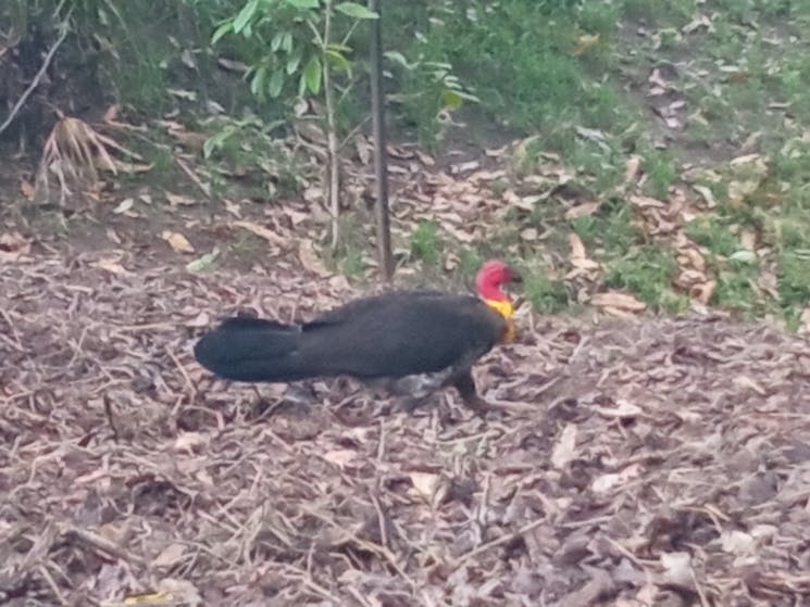 A black bush turkey with yellow and red head