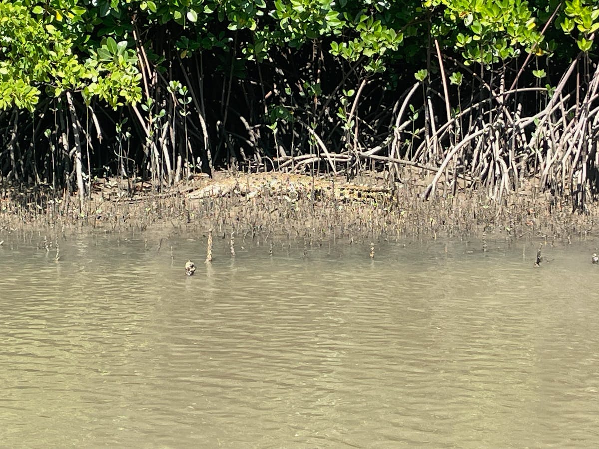 A resident Saltwater Crocodile while on a fishing charter in Trinity Inlet, Cairns!