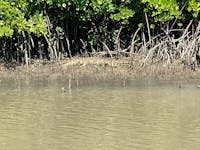 A resident Saltwater Crocodile while on a fishing charter in Trinity Inlet, Cairns!