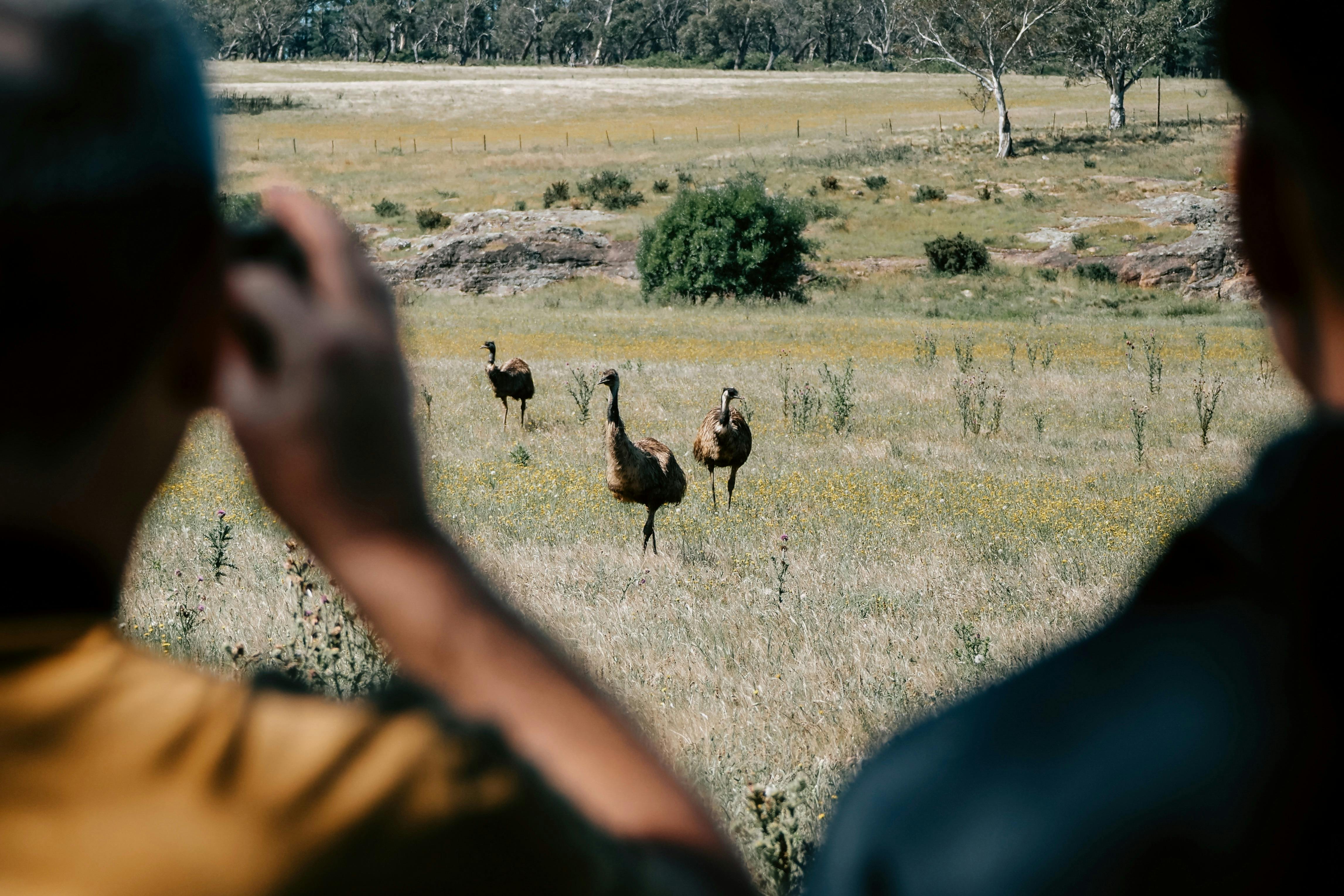 See Australia's largest bird, the Emu, in the wild - Sydney Bespoke Tours