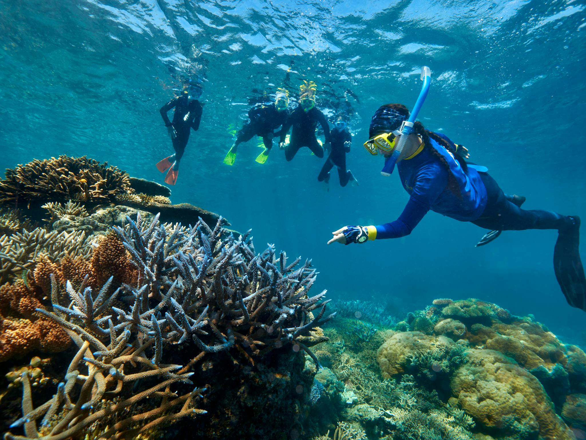 snorkel tour with marine biologist snorkel tour with marine biologist