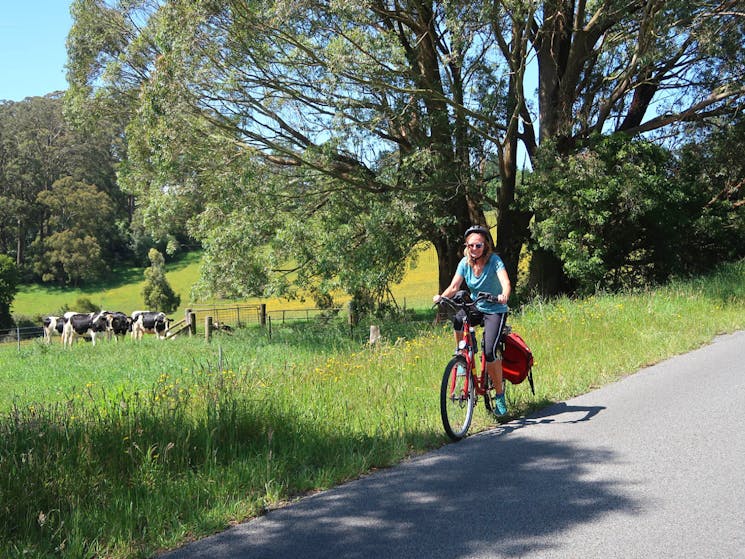 Cycling past fields with cows grazing in the Southern Highlands.
