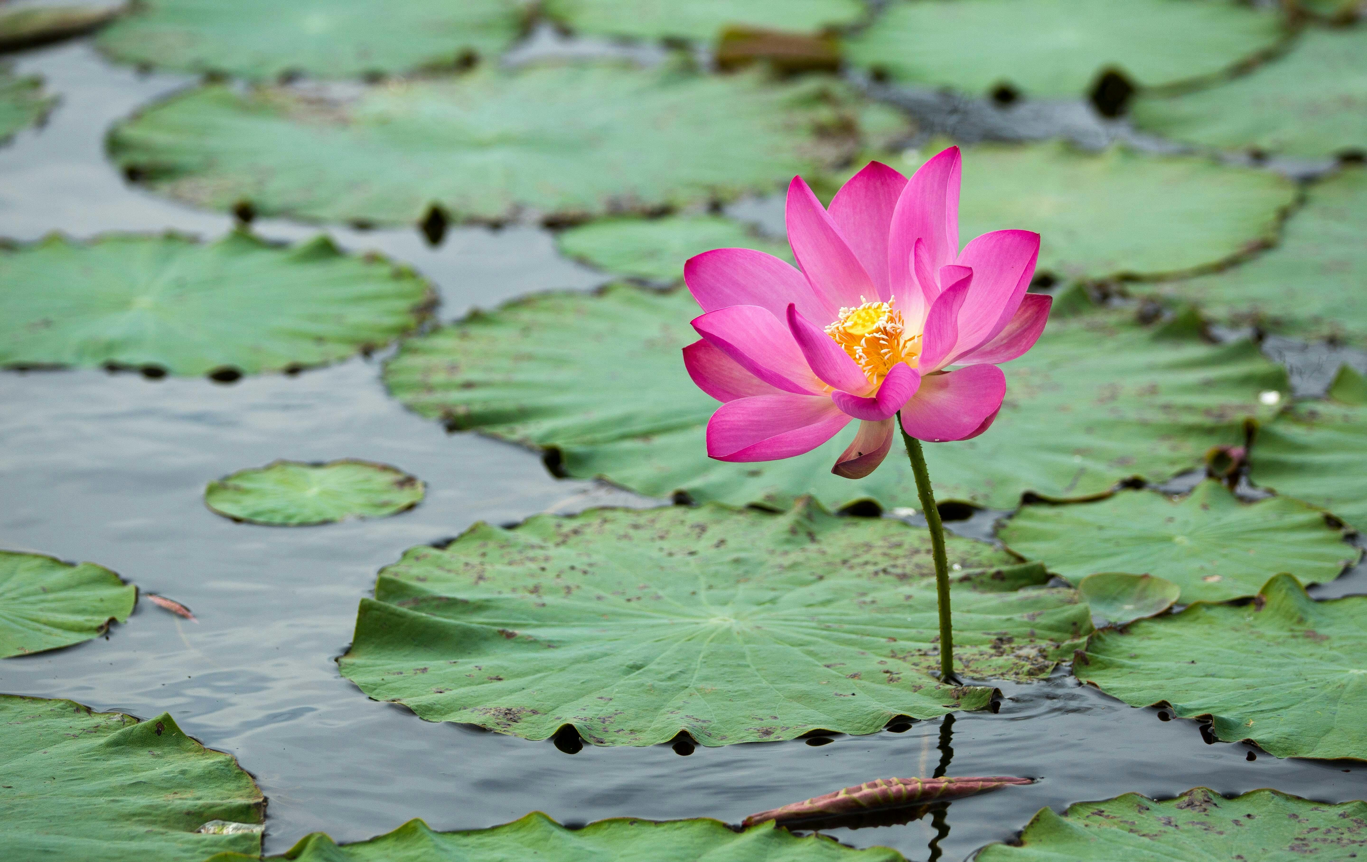 Sacred Lotus