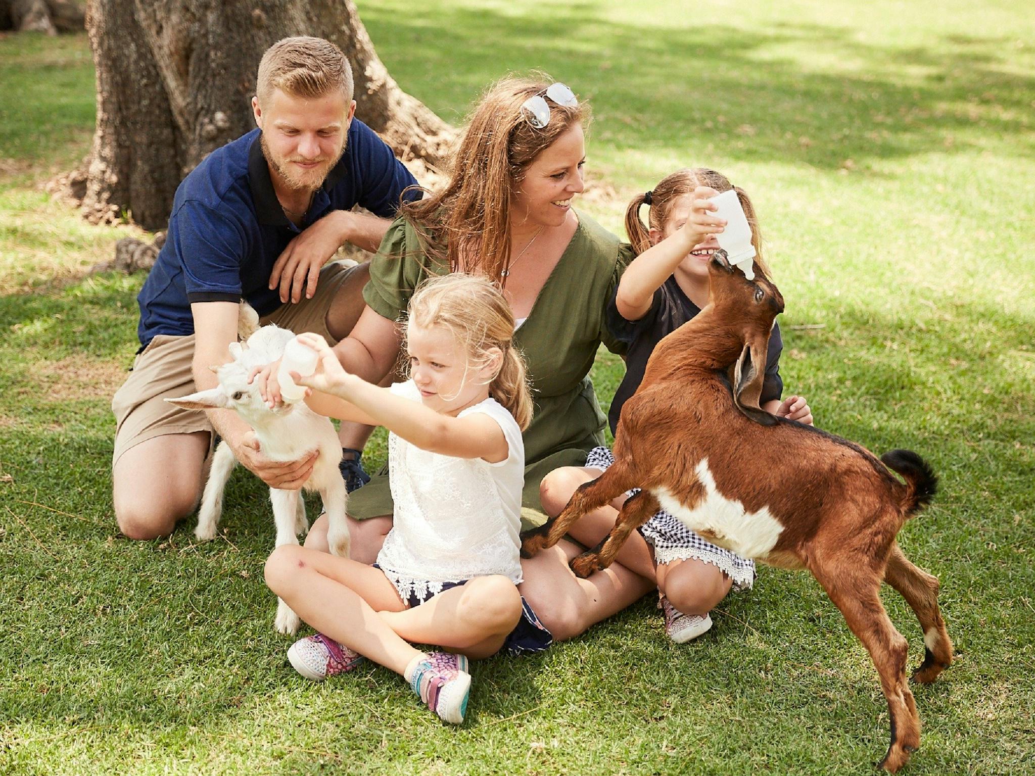 A dad, mum and 2 daughters bottle feeding two baby goats at the park