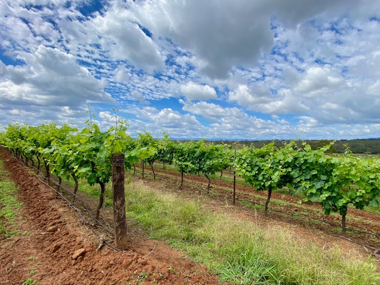 A Hunter Valley vineyard planted in red clay soil