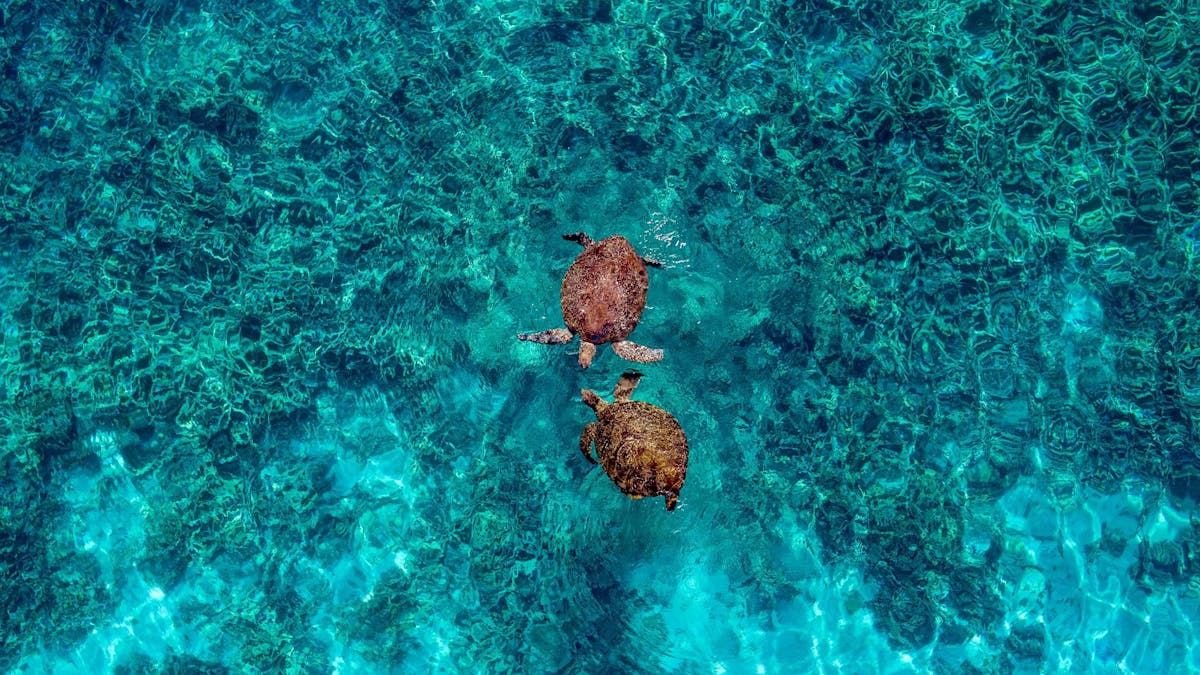 Wilson Island Turtles