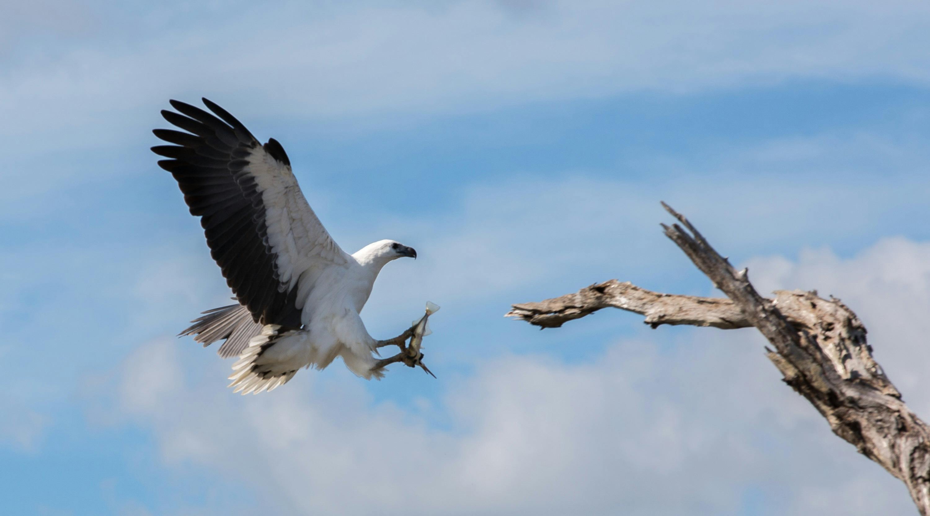 White bellied sea eagle