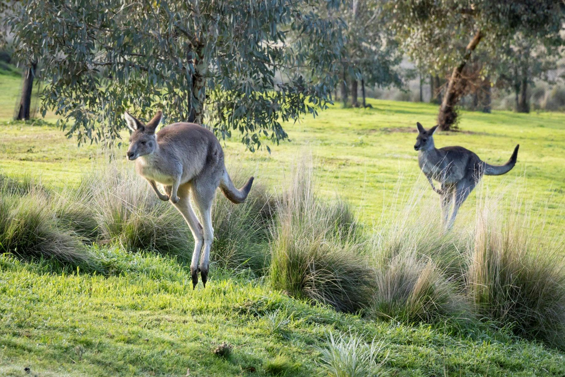Kangaroos hopping through the field.