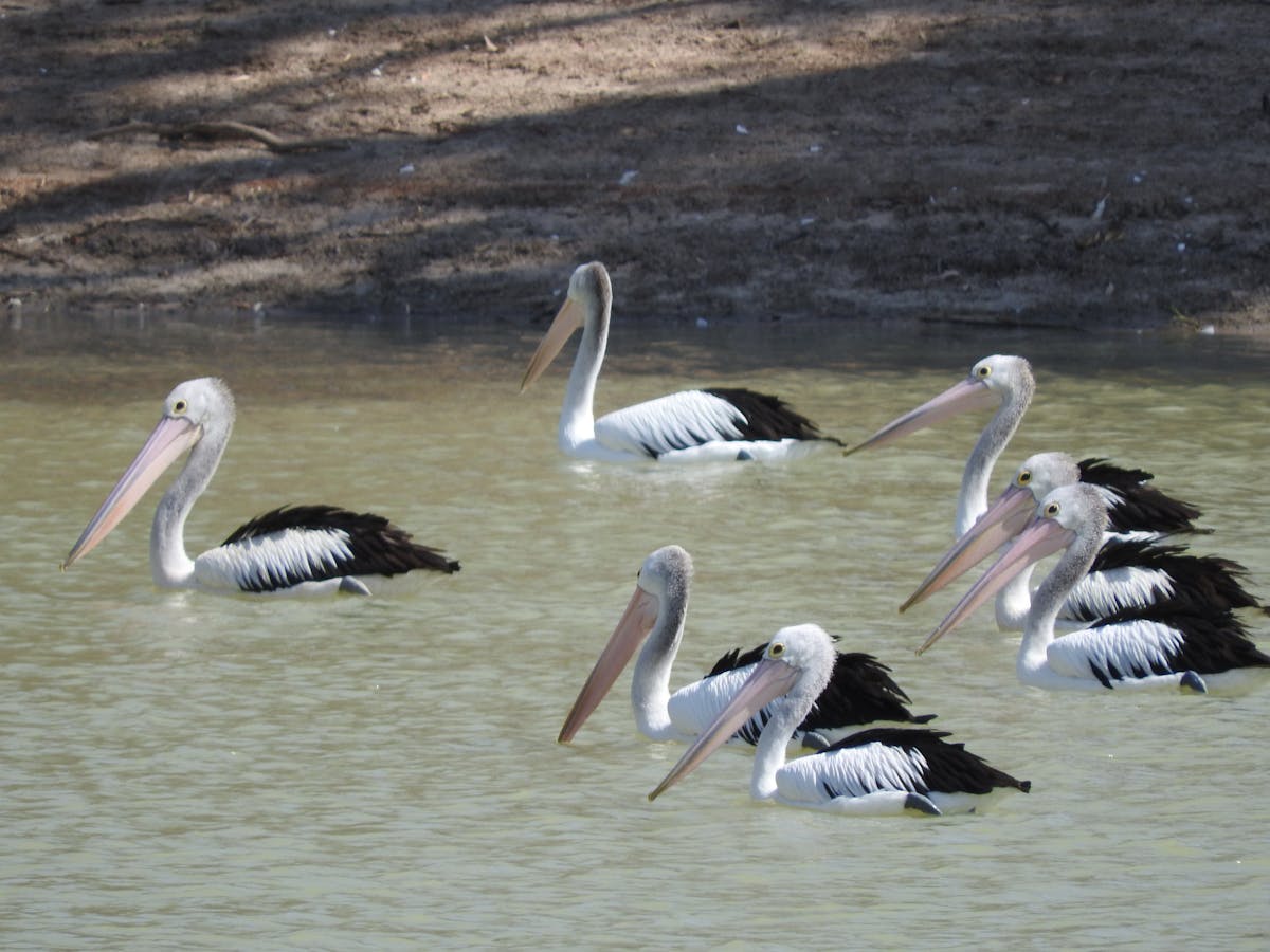 Pelican Point