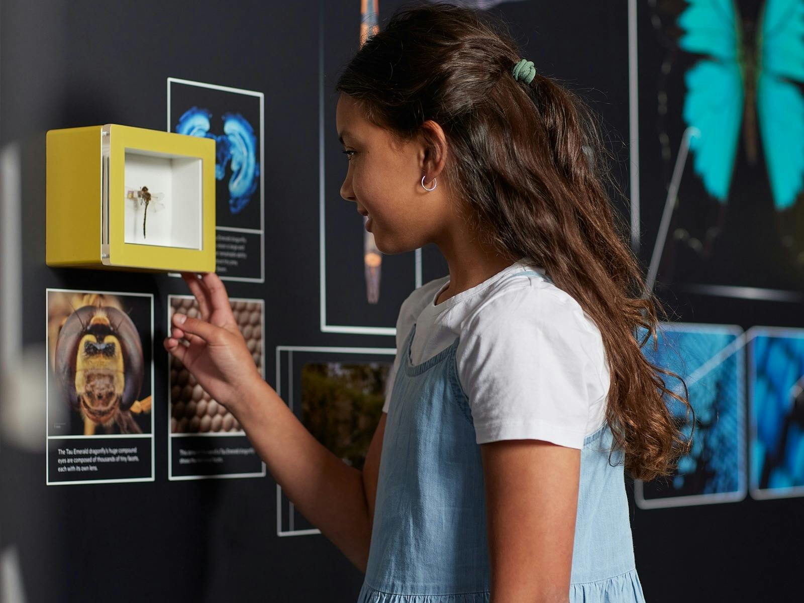 Female child observing insect specimen in museum exhibition