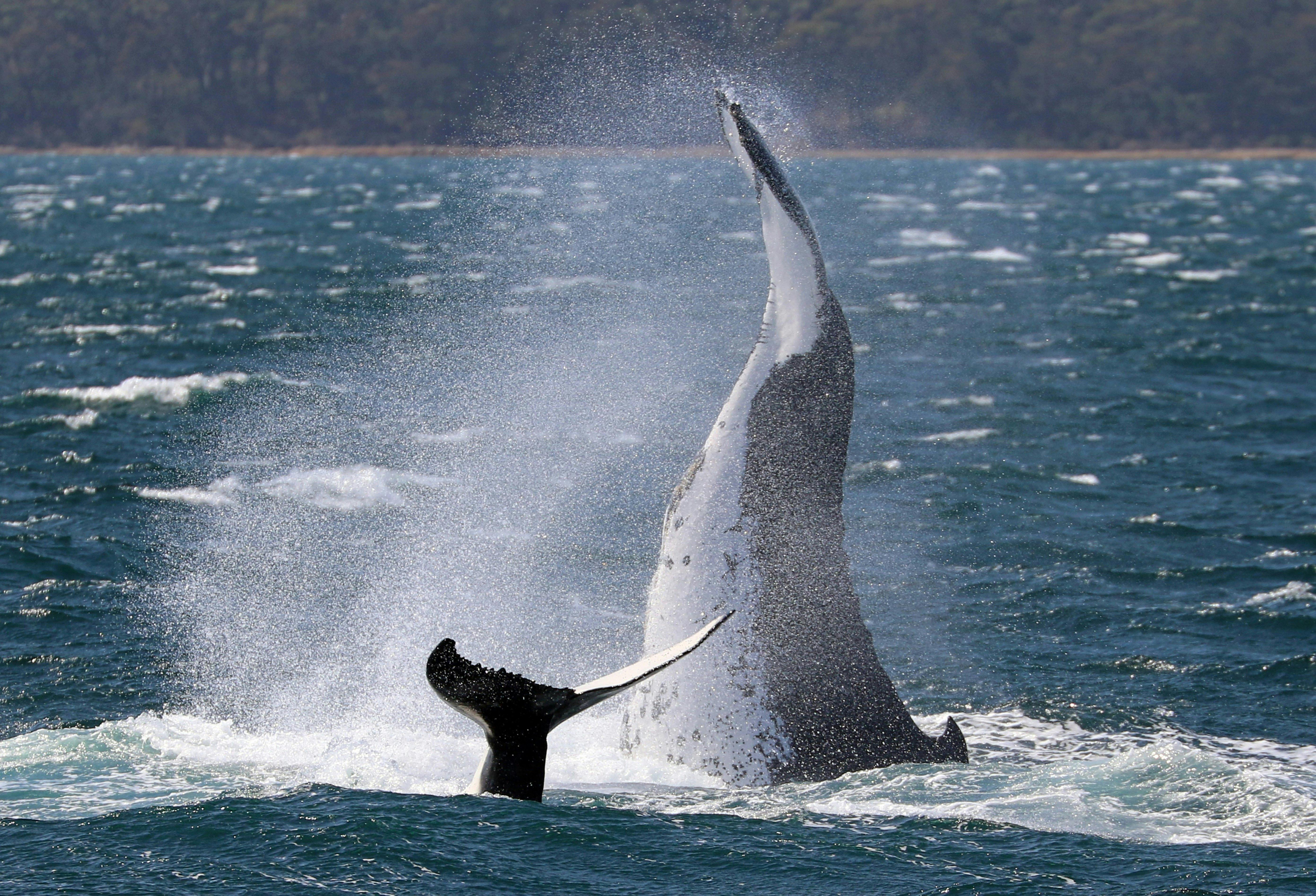 Mother teaching baby to tail slap