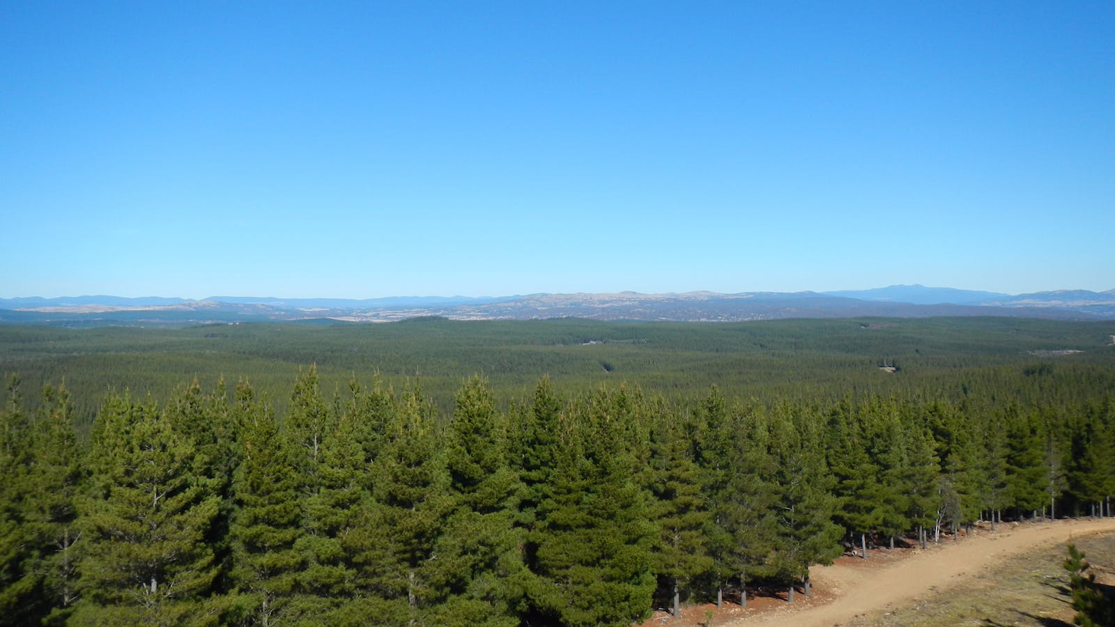 Kowen Pine Forest