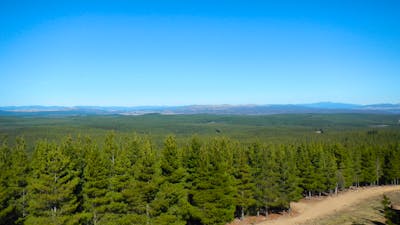 Kowen Pine Forest under clear blue skies