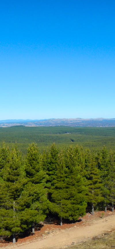 Kowen Pine Forest under clear blue skies