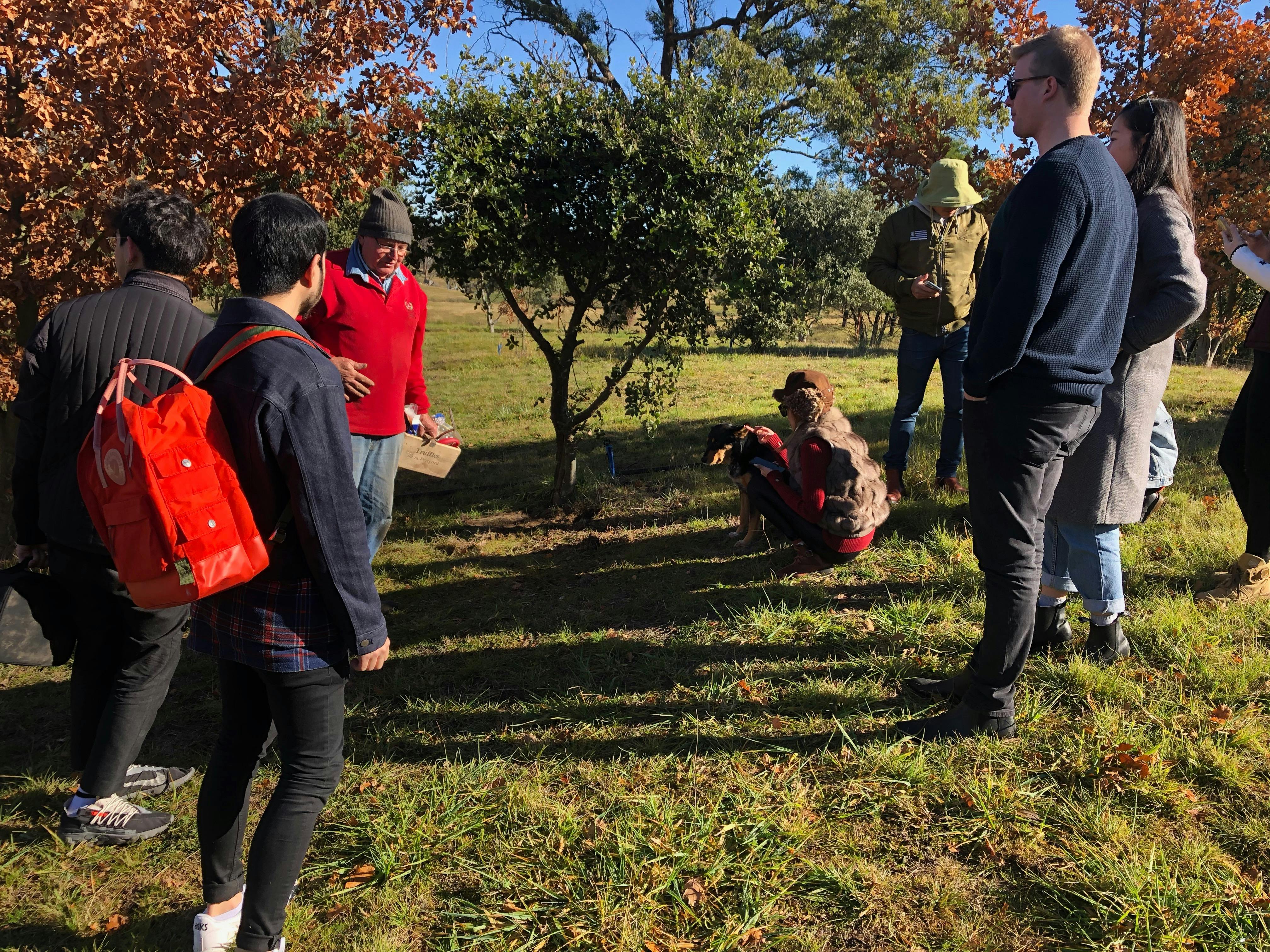 In the truffle orchard