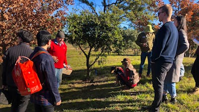 In the truffle orchard