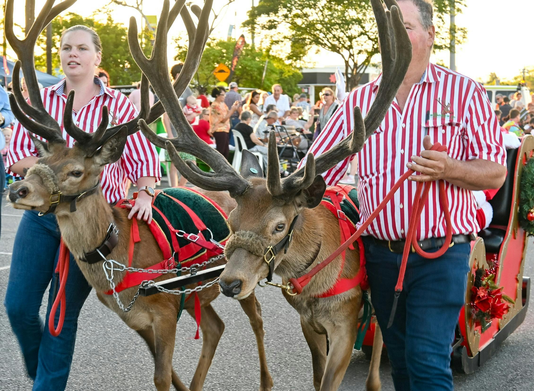 2 reindeers in red harnesses with handlers