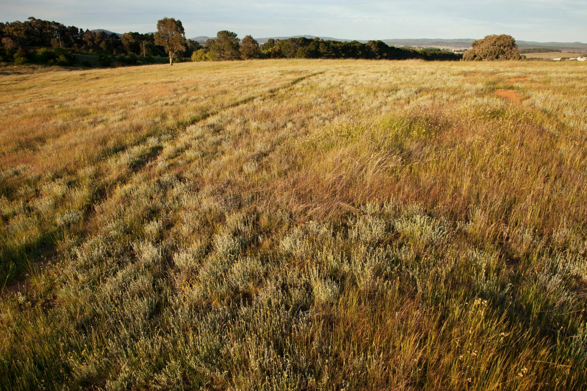 Grasslands at Mugga Mugga
